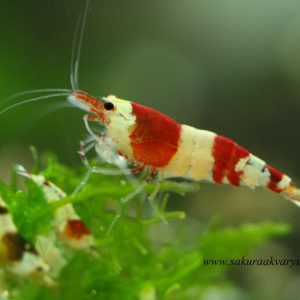 Kristal Karides (0,5-1 cm )