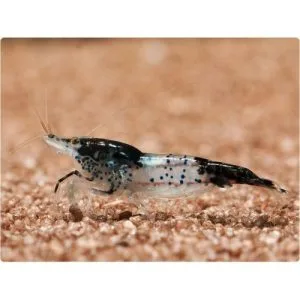 1696 2 carbon rili neocaridina heteropoda 3 500x500 500x500 1fd