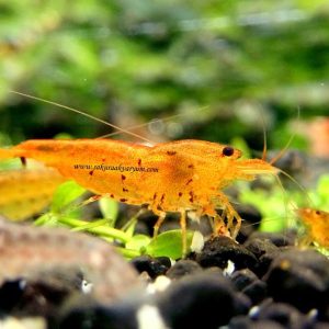 Tangerine Kaplan (0,5-1 cm )