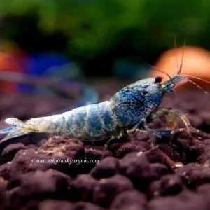 blue bolt c41
