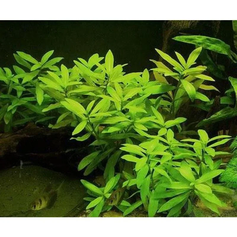 hygrophila polysperma ceylon zeytin 6 8 kok canli kok 8379 800x800 65d