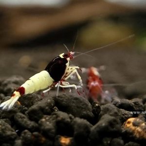 Red Mosura (0,5-1 cm )