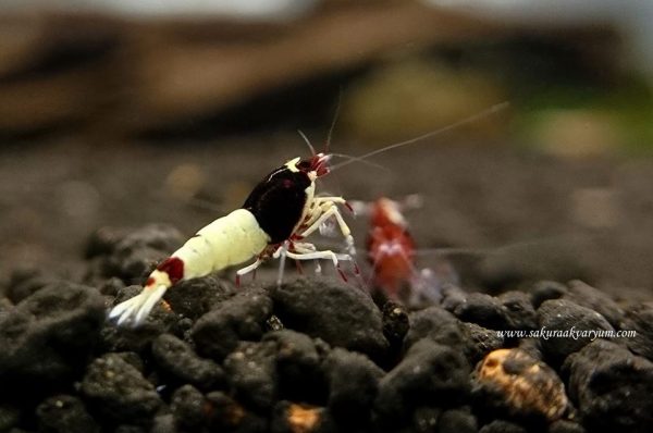Red Mosura (0,5-1 cm )