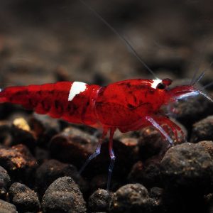 Red Ruby (0,5-1 cm )