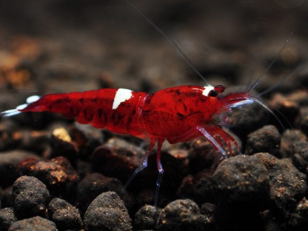 Red Ruby (0,5-1 cm )