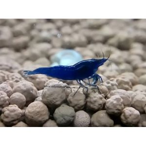 Blue Velvet ( 1 cm )