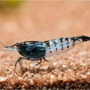 1696 0 carbon rili neocaridina heteropoda 1 600x600 e5e