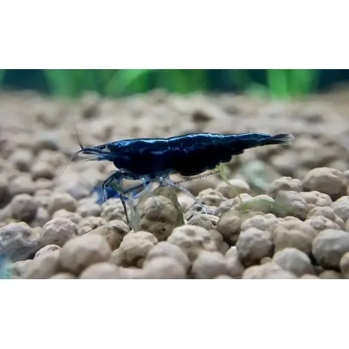 siyah 500x500 935