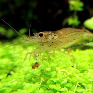 Amano Shrimp