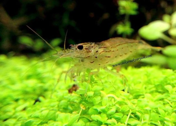 Amano Shrimp