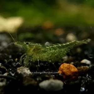 green 6ad