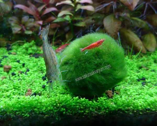 Mossball 3-5 cm