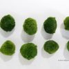 mossball