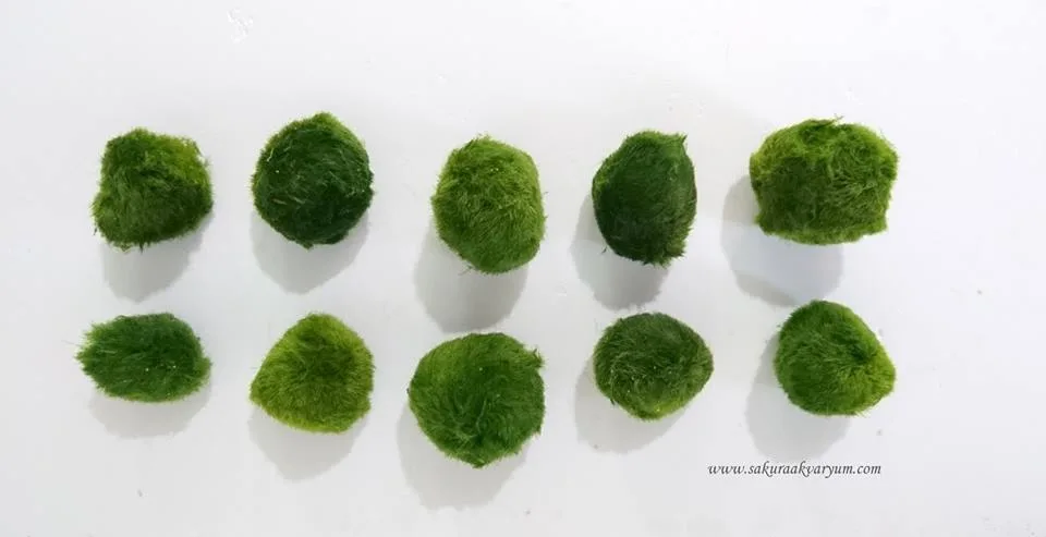 mossball c22