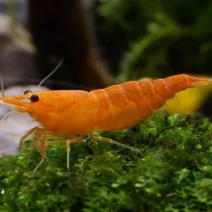 orange caf
