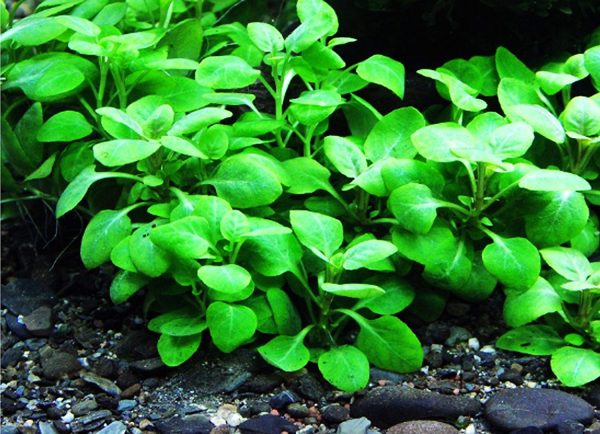 lobelia cardinalis