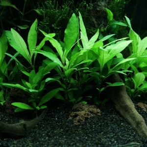 Hygrophila corymbosa (siamensis/stricta)