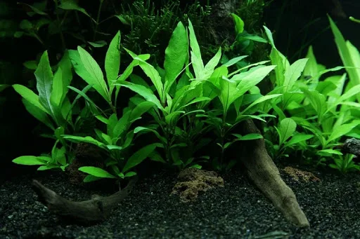 Hygrophila corymbosa ab6