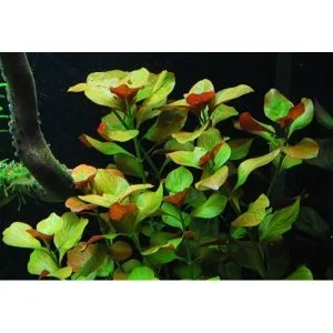 Oval Gul Ludwigia Ovalis 600x800 1