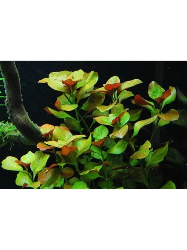Oval Gul Ludwigia Ovalis 600x800 1