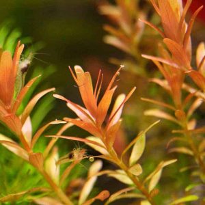 Rotala Rotundifolia