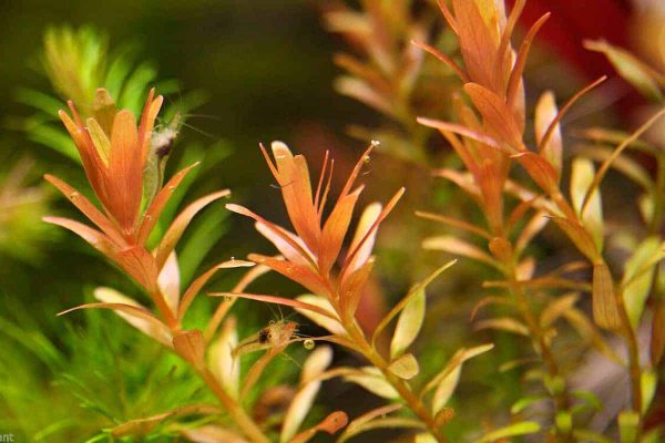 Rotala Rotundifolia