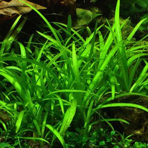 sagittaria subulata