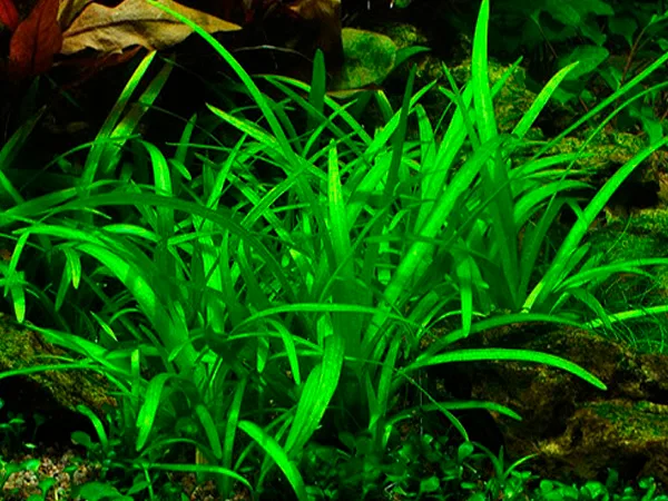 Sagittaria subulata 944