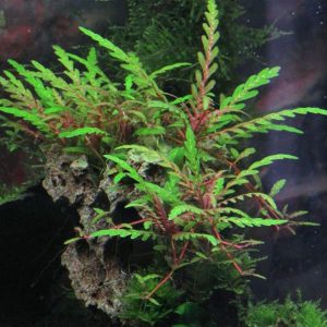 Hygrophila Pinnatifida