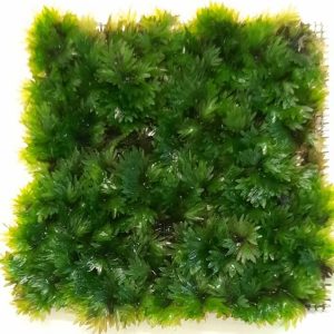 fissidens miroshaki