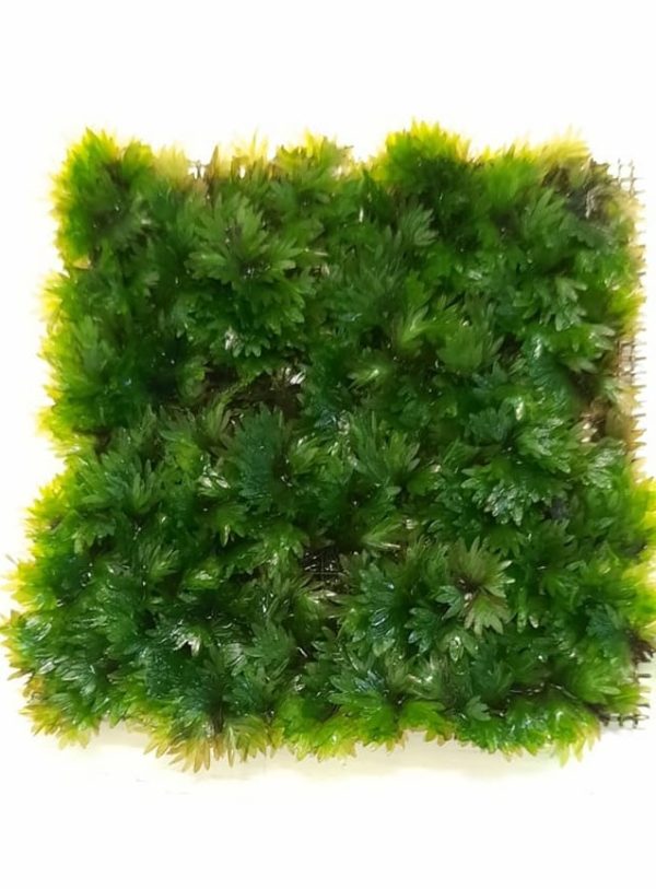 fissidens miroshaki