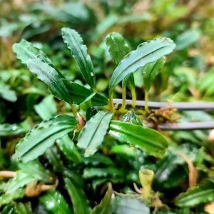 Bucephalandra brownie boyan 4-6 yaprak