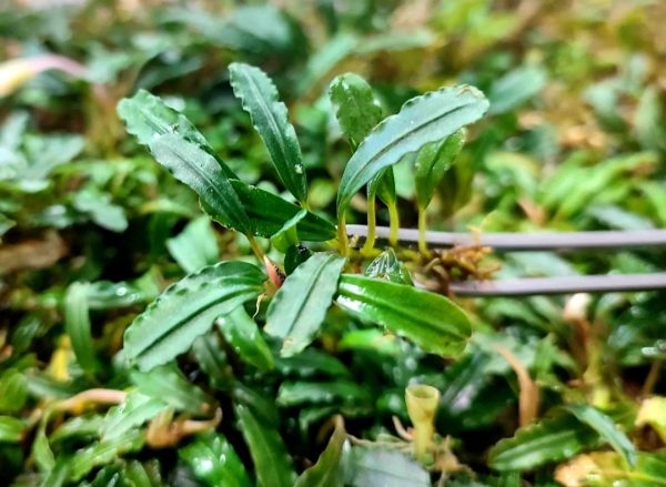 Bucephalandra brownie boyan 4-6 yaprak