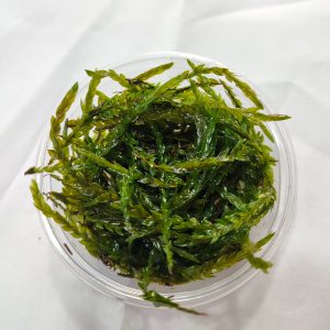 Willow Moss