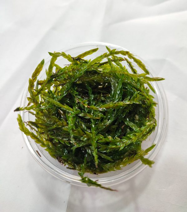 Willow Moss