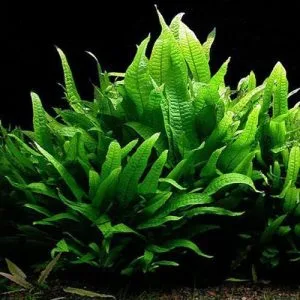 Java Fern MAT Aquarium Plant 028