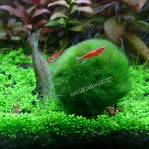 Mossball 3-5 cm