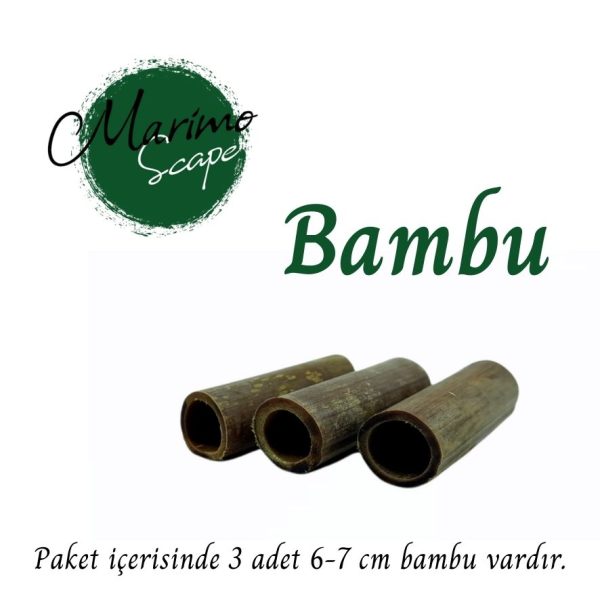 Bamboo