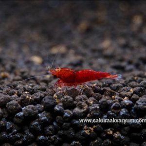 Red Devil (0,5-1 cm )