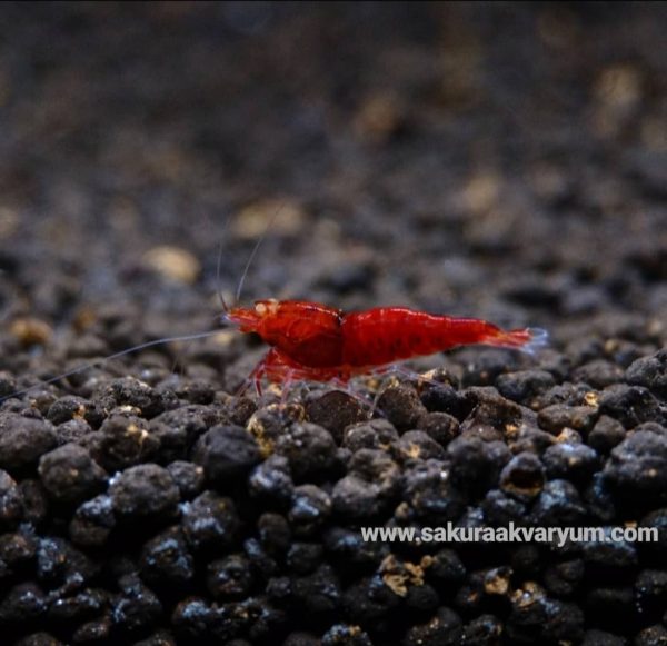 Red Devil (0,5-1 cm )