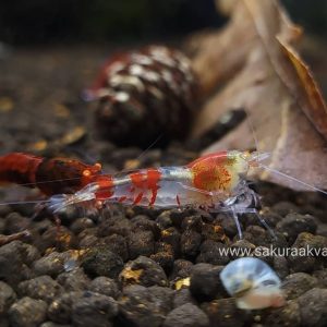 Red Devil Hybrid Orange Eyes (0,5-1 cm )