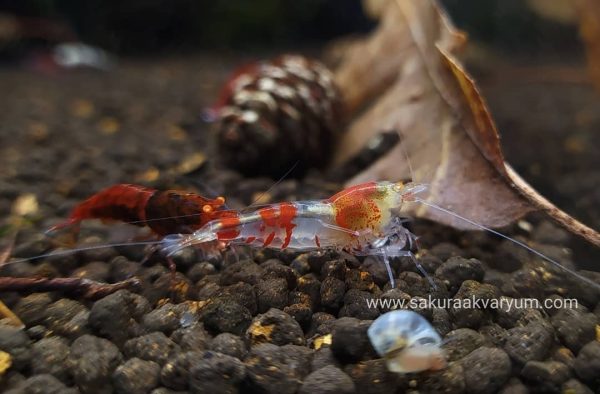 Red Devil Hybrid Orange Eyes (0,5-1 cm )