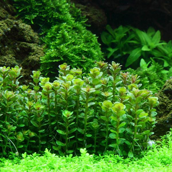 Ammania / Rotala sp. ‘Bonsai’ (Cüce Bonsai)