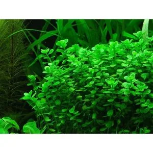 Bacopa Monnieri 3 600x800 950