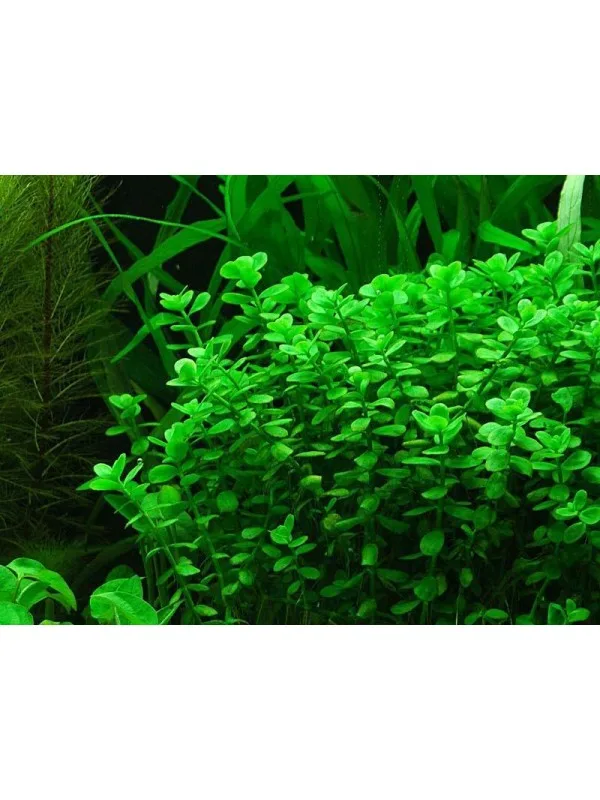 Bacopa Monnieri 3 600x800 950