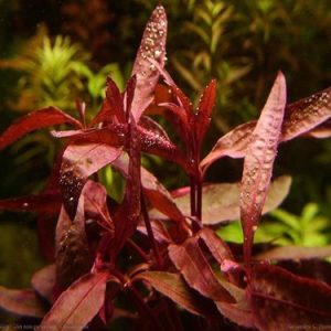 alternanthera sessilis