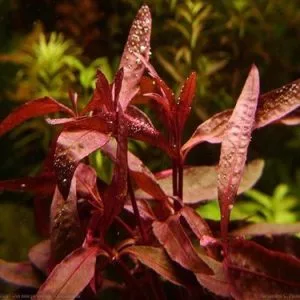 Alternanthera sessilis 2a6