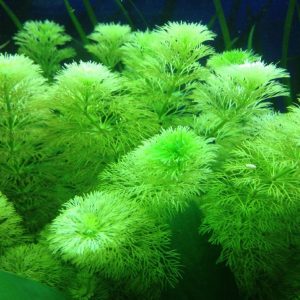 Limnophila Sessiliflora