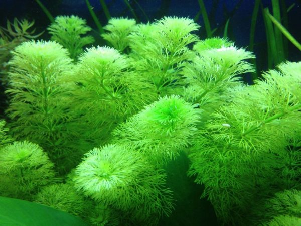 Limnophila Sessiliflora