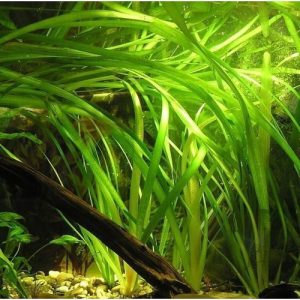 Vallisneria Gigantea Dev Saz